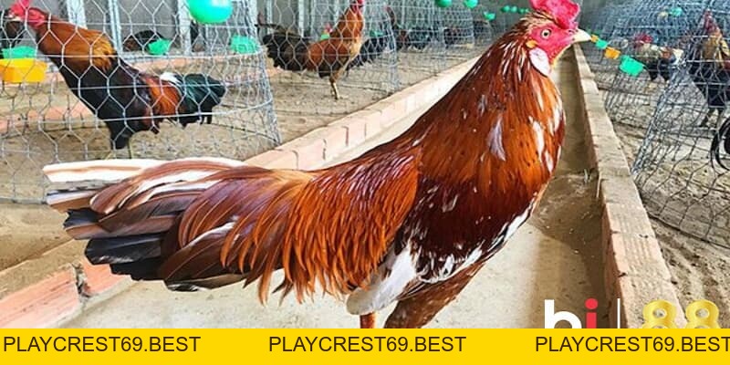Gà Khét Đá Ngày Nào Dễ Thắng? Dự Đoán Ngày Đẹp Ra Sân - playcrest69