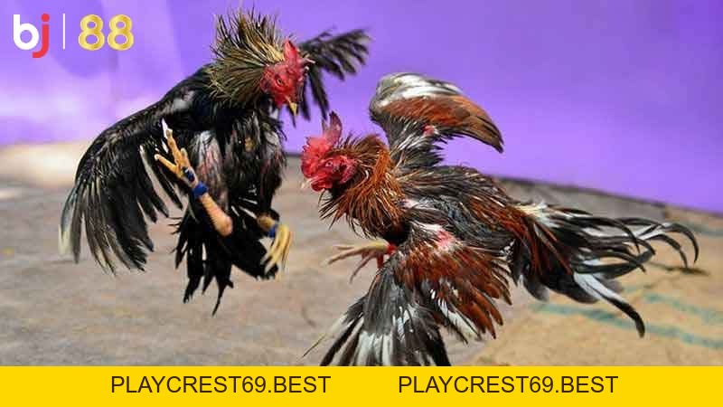 BJ88: Nơi tổng hợp những kèo đá gà trực tiếp hấp dẫn nhất - playcrest69 BJ88: Nơi tổng hợp những kèo đá gà trực tiếp hấp dẫn nhất - playcrest69