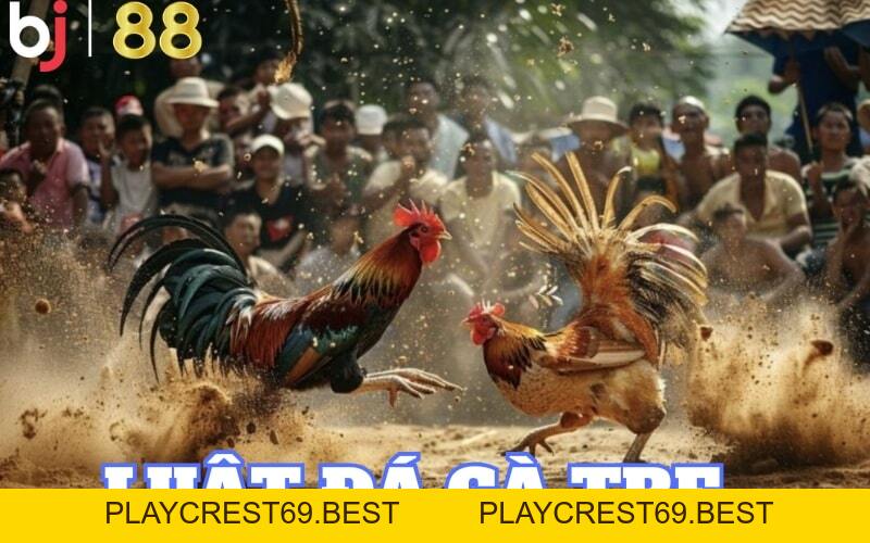 Khám phá luật đá gà tre và cách chơi chi tiết tại BJ88 - playcrest69