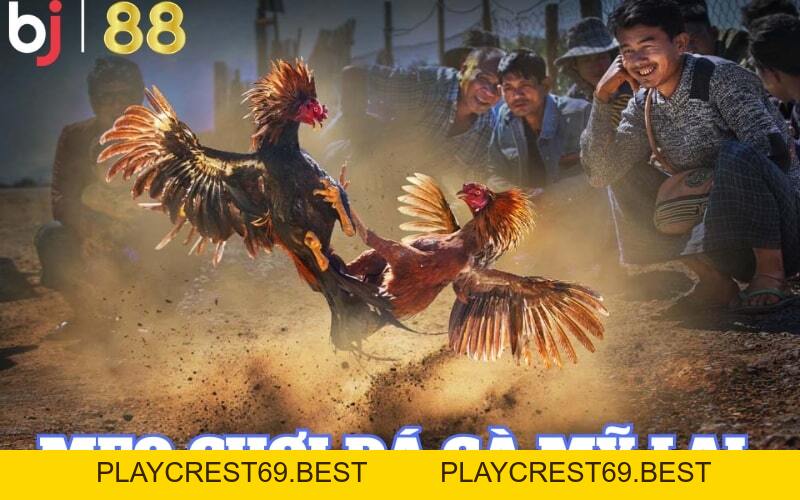 Trải nghiệm cá cược đá gà Mỹ Lai tại BJ88 đỉnh cao - playcrest69
