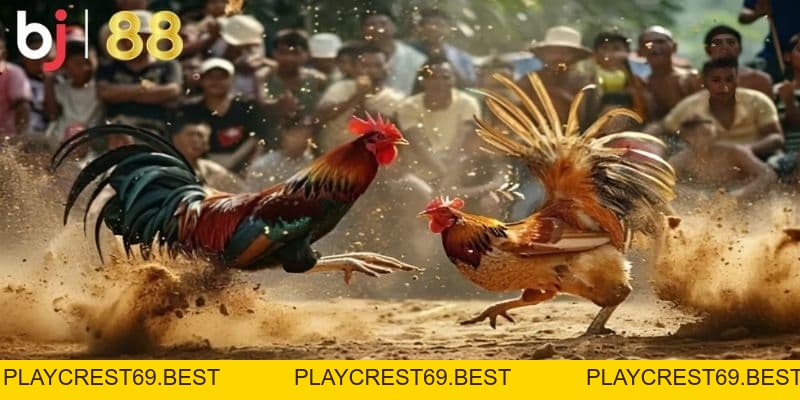 Trực tiếp đá gà cựa sắt hôm nay - Giải trí trọn vẹn tại BJ88 - playcrest69