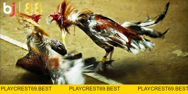 Trực tiếp đá gà cựa sắt hôm nay - Giải trí trọn vẹn tại BJ88 - playcrest69