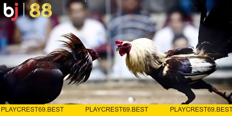 Trực tiếp đá gà cựa sắt hôm nay - Giải trí trọn vẹn tại BJ88 - playcrest69