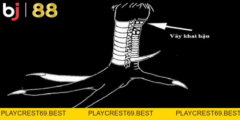 Vảy Gà Khai Hậu Và Sự Thật Đằng Sau Sức Mạnh Chiến Kê - playcrest69