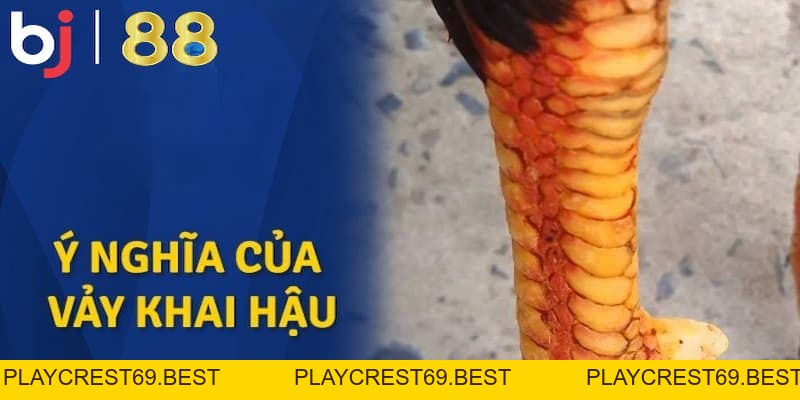 Vảy Gà Khai Hậu Và Sự Thật Đằng Sau Sức Mạnh Chiến Kê - playcrest69