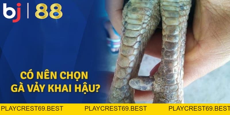 Vảy Gà Khai Hậu Và Sự Thật Đằng Sau Sức Mạnh Chiến Kê - playcrest69