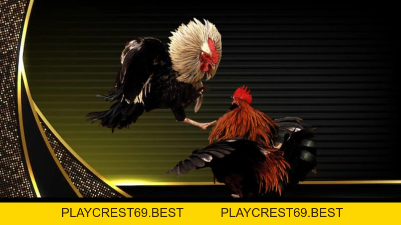 Đá Gà Đòn - Tất Tần Tật Thông Tin Hữu Ích Cho Bet Thủ - playcrest69