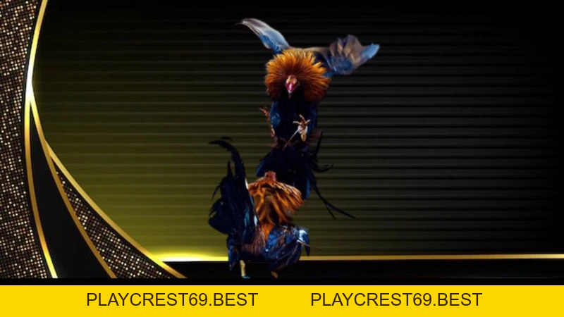 Đá Gà Mỹ Và Sức Hấp Dẫn Của Những Trận Đấu Kịch Tính - playcrest69