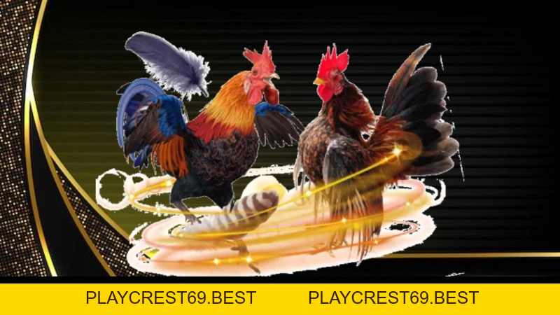 Đá Gà Nòi Đòn - Kinh Nghiệm Và Hình Thức Đấu Hiệu Quả  - playcrest69