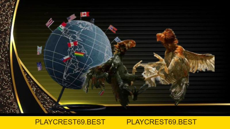 Đá Gà Peru Trải Nghiệm Đỉnh Cao Cho Bet Thủ Tại BJ88 - playcrest69