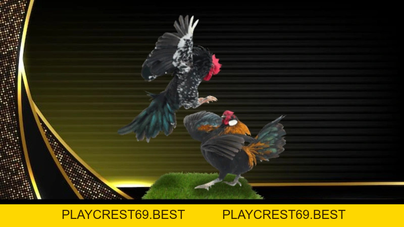 Đá Gà Peru Trải Nghiệm Đỉnh Cao Cho Bet Thủ Tại BJ88 - playcrest69