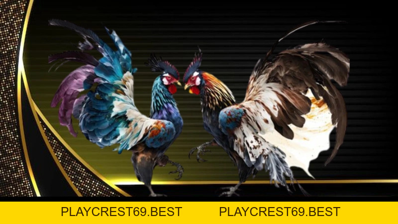 Đá Gà Miền Tây – Vũ Điệu Gay Cấn Trên Sới Đấu BJ88 - playcrest69
