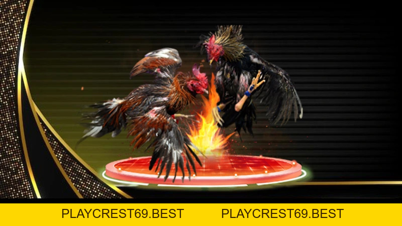 Đá Gà Đòn - Tất Tần Tật Thông Tin Hữu Ích Cho Bet Thủ - playcrest69