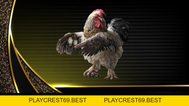 Đá Gà Peru Trải Nghiệm Đỉnh Cao Cho Bet Thủ Tại BJ88 - playcrest69