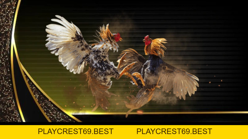 Đá Gà Mỹ Và Sức Hấp Dẫn Của Những Trận Đấu Kịch Tính - playcrest69