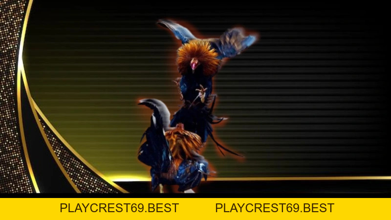 Đá Gà Nòi Đòn - Kinh Nghiệm Và Hình Thức Đấu Hiệu Quả  - playcrest69