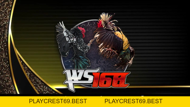 Đá Gà Đòn - Tất Tần Tật Thông Tin Hữu Ích Cho Bet Thủ - playcrest69