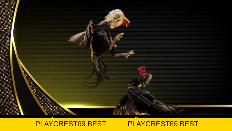 Đá Gà Mỹ Và Sức Hấp Dẫn Của Những Trận Đấu Kịch Tính - playcrest69