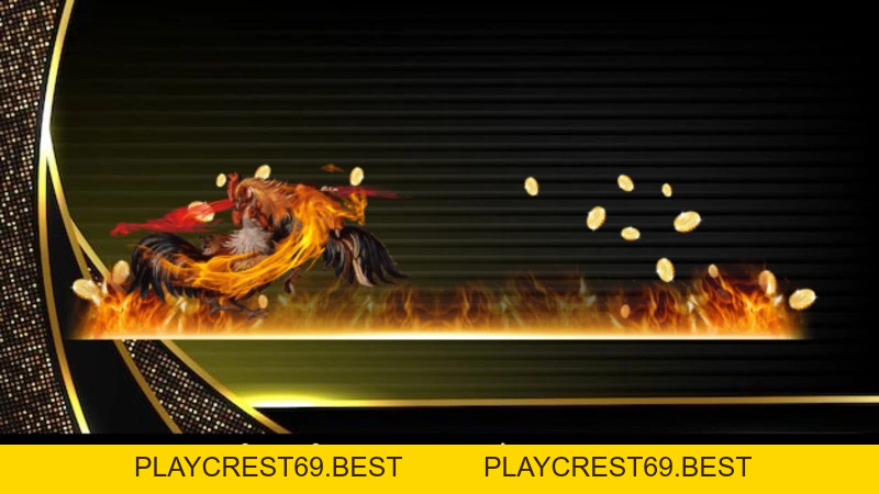 Đá Gà Nòi Đòn - Kinh Nghiệm Và Hình Thức Đấu Hiệu Quả  - playcrest69