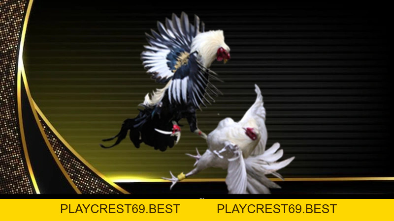 Đá Gà Mỹ Và Sức Hấp Dẫn Của Những Trận Đấu Kịch Tính - playcrest69
