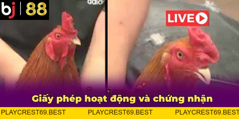 BJ88 – Nhà Cái BJ88 Đá Gà Trực Tuyến Uy Tín Xanh Chín - playcrest69