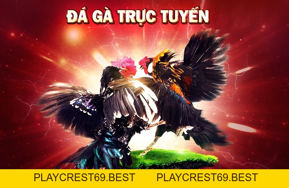 Nhà cái cá cược đá gà Top địa chỉ chọi kê hàng đầu 2026 - playcrest69