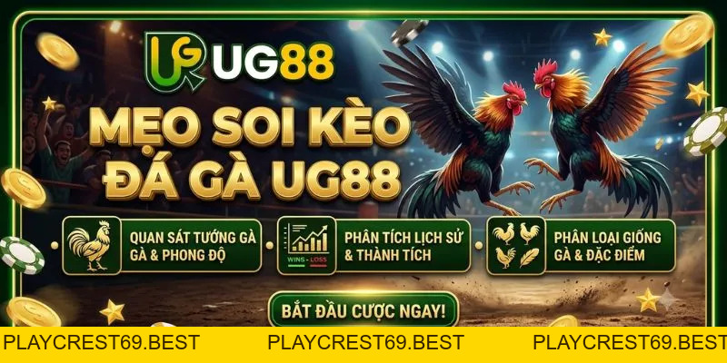 Đá Gà UG88 Trực Tiếp - Xem Đấu Kê & Cá Cược Uy Tín 2026 - playcrest69