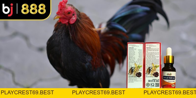 Thuốc Kích Gà Là Gì? Công Dụng, Rủi Ro Và Cách Chọn An Toàn - playcrest69