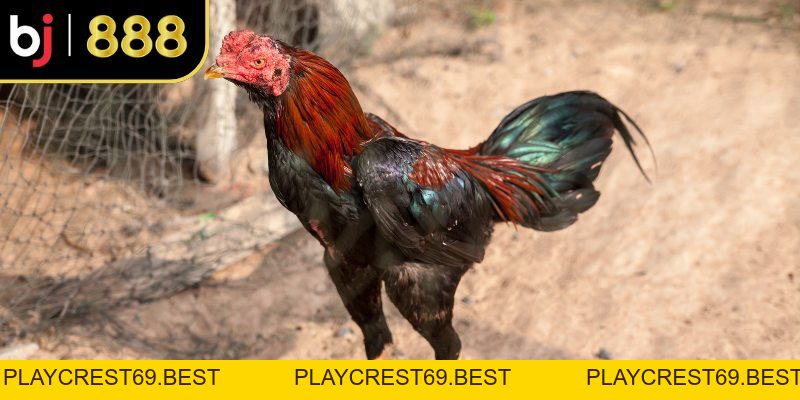 Thuốc Kích Gà Là Gì? Công Dụng, Rủi Ro Và Cách Chọn An Toàn - playcrest69