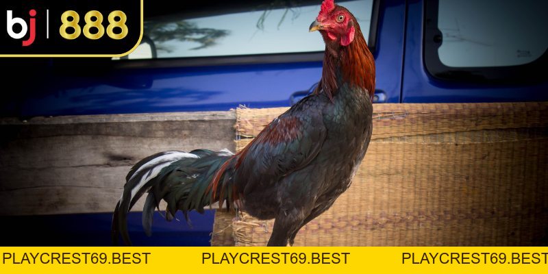 Thuốc Kích Gà Là Gì? Công Dụng, Rủi Ro Và Cách Chọn An Toàn - playcrest69