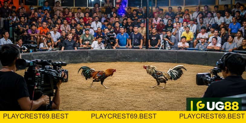 Trực Tiếp Đá Gà GA28 – Hình Thức Giải Trí Đỉnh Cao, Hấp Dẫn - playcrest69