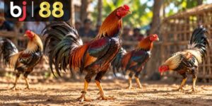 Đá Gà Trực Tiếp - playcrest69