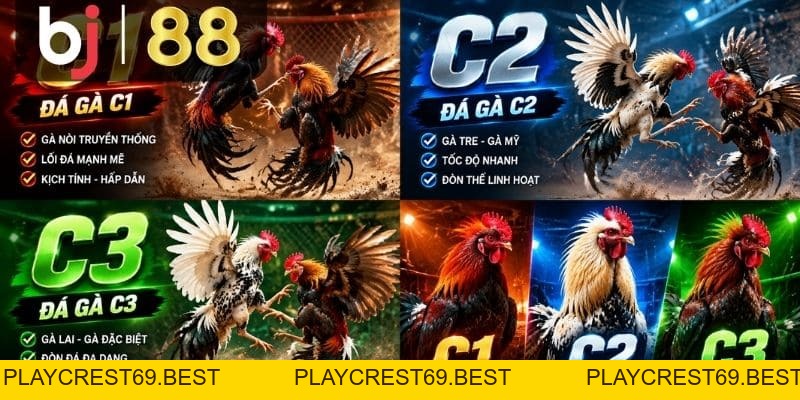 Đá Gà C1, C2, C3 – Cách Phân Biệt Các Bồ Thomo Dễ Hiểu - playcrest69