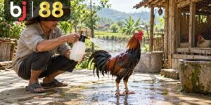 Đá Gà Trực Tiếp - playcrest69