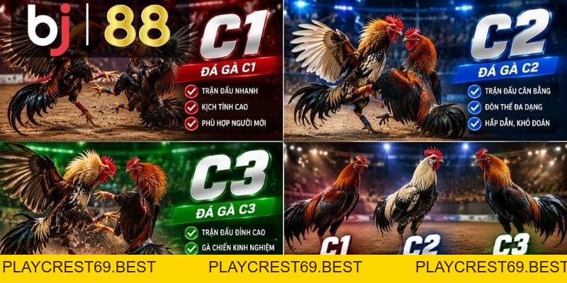 Đá Gà C1, C2, C3 – Cách Phân Biệt Các Bồ Thomo Dễ Hiểu - playcrest69