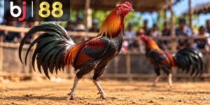 Đá Gà Trực Tiếp - playcrest69