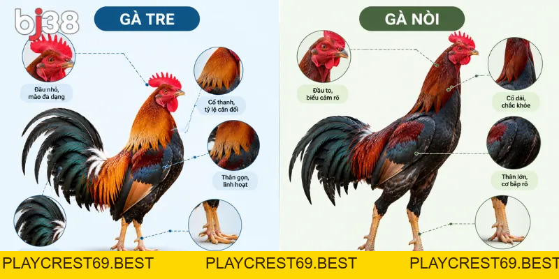 BJ88 – Nhà Cái BJ88 Đá Gà Trực Tuyến Uy Tín Xanh Chín - playcrest69