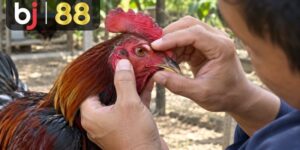 Đá Gà Trực Tiếp - playcrest69