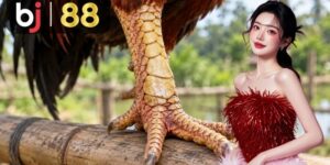 Đá Gà Trực Tiếp - playcrest69